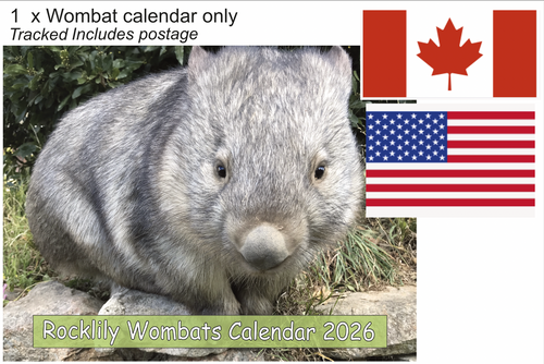 1 X 2026 ROCKLILY WOMBATS CALENDAR ONLY   TRACKED  Canada, US