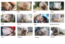 Load image into Gallery viewer, 2024 Calendar Set of 12  Quality Blank wombat photo card with envelope 15% off deal