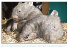 Load image into Gallery viewer, 1  2027 ROCKLILYWOMBATS CALENDAR.  SHIPPED  Australia  and worldwide  WITH ANYTHING. anything  Postage calculated at checkout! Due 1st August)