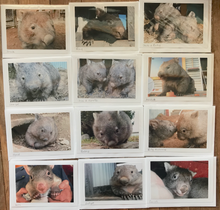 Load image into Gallery viewer, 2027 Calendar Set of 12  Quality Blank wombat photo card with envelope 15% off deal