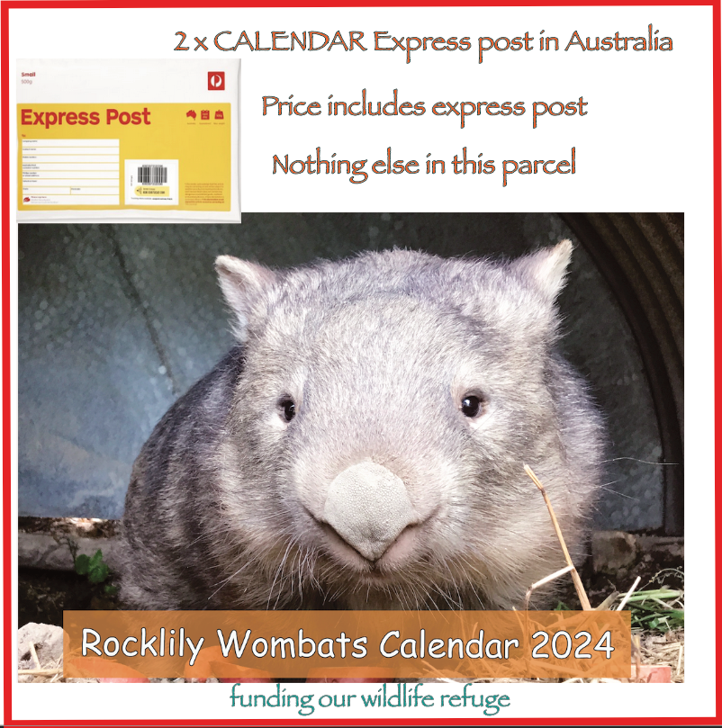 2 x 2024 Rocklily wombats calendar  INCLUDES Express POSTAGE in Australia