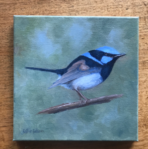 Blue Wren on canvas  19cm x 19 cm  Oil by Kathie Bateman Includes Aust shipping