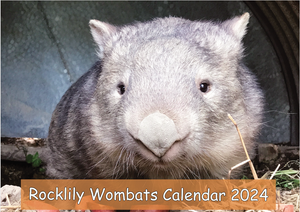 1  x 2024 Calendar ONLY by Rocklily wombats  INCLUDES POSTAGE TO:  US,canada .