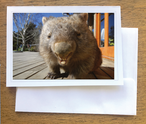 George Wombat smiling Blank photo card with envelope 210 gms gloss card