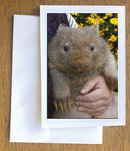 Bushy wombat loves digging. Blank photo card with envelope 210 gms Gloss card