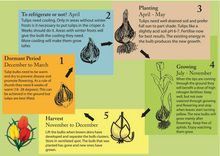 Load image into Gallery viewer, 15 mixed tulip bulbs PICK UP IN GOULBURN NSW    PRE ORDER $25 due march-April