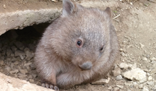 Load image into Gallery viewer, 1 X 2027 Rocklily wombats  Calendars ONLY To EU includes TRACKED postage, compostable shipping bag