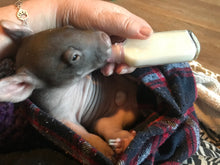 Load image into Gallery viewer, Gift of Milk for our little wombats $20