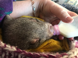 Gift of Milk for our little wombats $20