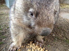 Load image into Gallery viewer, Gift of  Food for wildlife $20