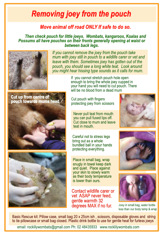 Free with calendar, just order. 1 per order. What to do with injured w ...