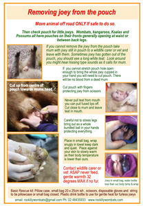 Free with calendar, just order.  1 per calendar. What to do with injured wildlife instructions for Glovebox by Rocklily wombats