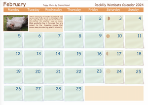 1  x 2024 Calendar ONLY by Rocklily wombats  INCLUDES POSTAGE TO:  UK IRELAND EUROPE