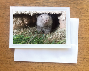 Pearl  wombat photo Blank photo card with envelope 210 gms gloss card