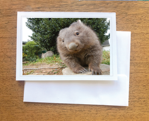 Pearl  wombat Blank photo card with envelope 210 gms gloss card