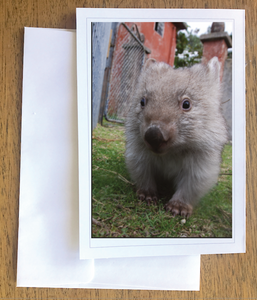 Cheeky Poppy wombat Blank photo card with envelope 210 gms Gloss card