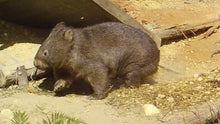 Load image into Gallery viewer, Gift of towards a Mange Treatment of Wild Mangy wombat $10