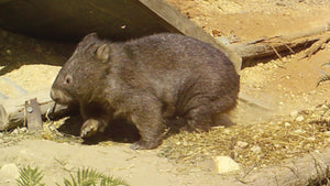 Gift of towards a Mange Treatment of Wild Mangy wombat $10