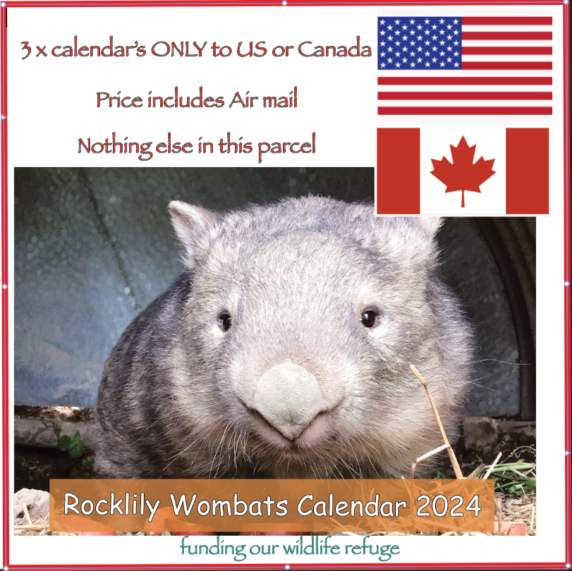 3  x 2024 Calendar ONLY by Rocklily wombats  INCLUDES POSTAGE TO:  US, Canada