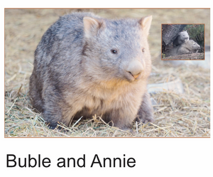 Bubule and Annie  wombats photo card with envelope 210 gms Gloss card