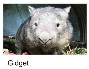 Gidget wombat Blank photo card with envelope 210 gms gloss card