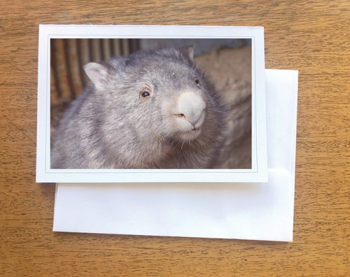 1. Polly  Wombat Blank photo Card with envelope 210 gms Gloss card