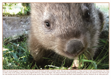 Load image into Gallery viewer, 1  x 2024 Calendar ONLY by Rocklily wombats  INCLUDES POSTAGE TO:  US,canada .