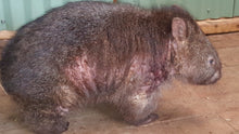 Load image into Gallery viewer, Gift of towards a Mange Treatment of Wild Mangy wombat $10