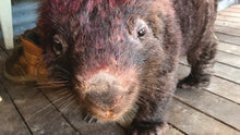 Load image into Gallery viewer, Gift of towards a Mange Treatment of Wild Mangy wombat $10