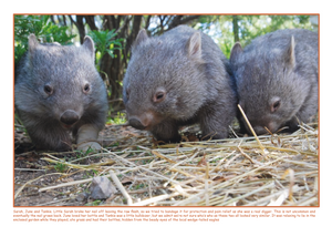 10 x 2025 Calendar ONLY by Rocklily wombats  INCLUDES EXPRESS POSTAGE  POST IN AUSTRALIA