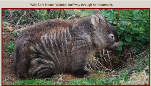 GIFT of a FULL TREATMENT  for a mangy wombat kit  ONE DOSE TREATMENT  We can email a printable PDF you can give as a gift, or  post with card.