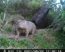 Load image into Gallery viewer, Gift  towards a Wildlife Camera Helping us monitor their release &amp; Nest box&#39;s: for James