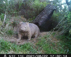 Gift  towards a Wildlife Camera Helping us monitor their release & Nest box's: for James
