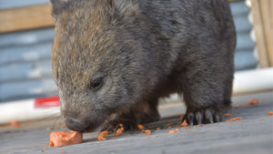 Gift of Milk and Food for our wildlife $50