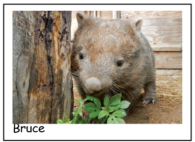 A Bruce wombat Blank photo card with envelope Quality Gloss card 12 x 17 cm