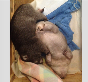 Charlie Girl  and Wiggles wombat Blank photo card with envelope 210 gms gloss card