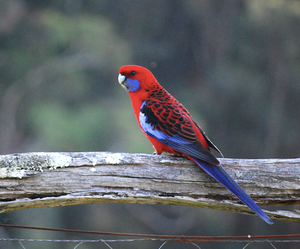 Crimson Rosella Blank photo Card with envelope 210 gms Gloss card