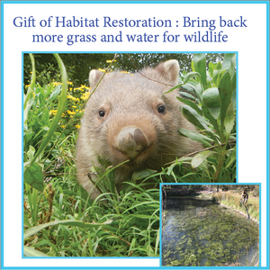 Gift of habitat restoration: Bringing back more grass and water for wildlife