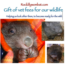 Load image into Gallery viewer, Gift of vet fees, helping us look after them.