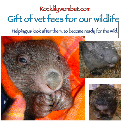 Gift of vet fees, helping us look after them.