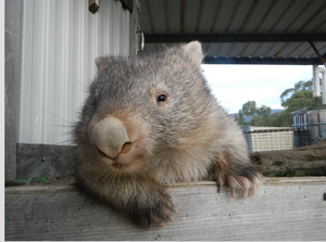 Jeffery white claw  Blank photo card with envelope 210 gms gloss card