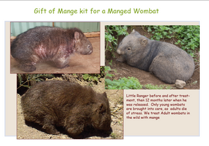 Gift towards treatment  a mangy wild wombat