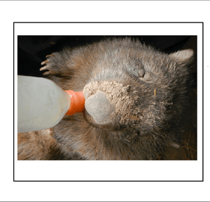 P4 Polly rocklilywombats