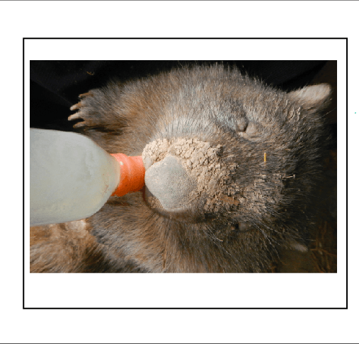 P4 Polly rocklilywombats