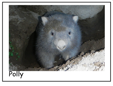 A Polly wombat Blank photo card with envelope Quality Gloss card 12 x 17 cm