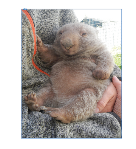 Vivian  wombat Blank photo card with envelope 210 gms gloss card