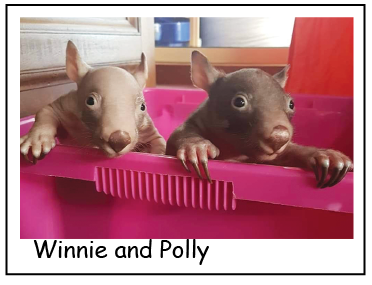 A Winnie and Polly photo card with envelope