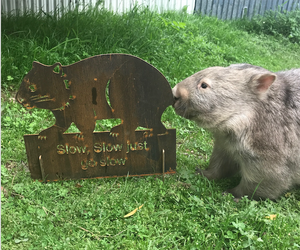 Flora Wombat Rusted steel Garden art  By Dianna at Rocklilywombats NEW SIZE (includes postage in Aust ) International freight extra