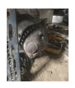 Frankie in the shed Blank photo card with envelope 210 gms Gloss card