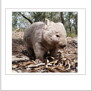 Walking Terry wombat card no 104